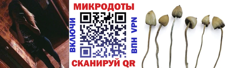 Купить закладки  Староминская  Псилоцибиновые грибы Psilocybe 